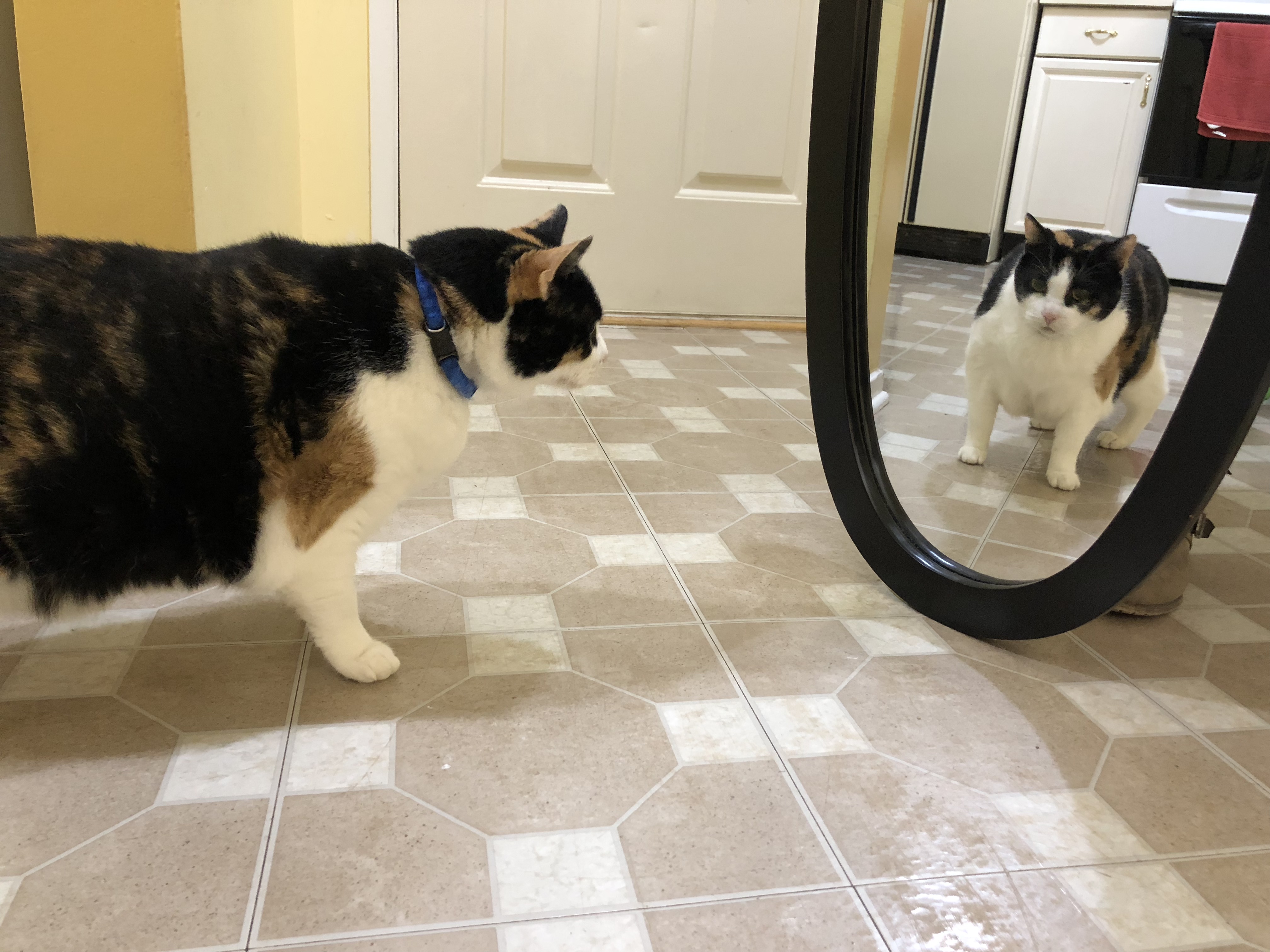 File:2020-01-19 18 05 20 A Calico cat reacting to a mirror in the Franklin  Farm section of Oak Hill, Fairfax County, Virginia.jpg - Wikimedia Commons