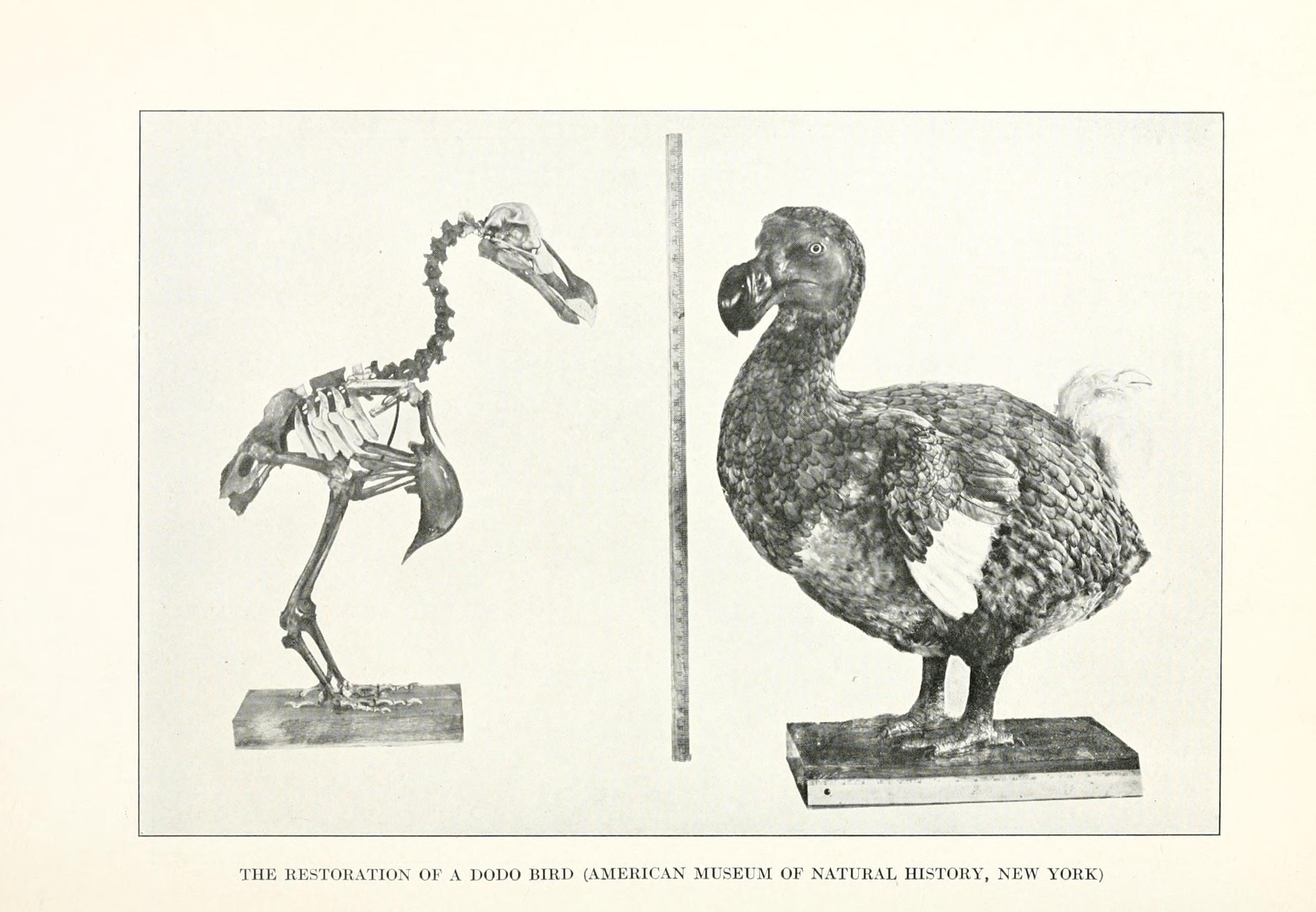 File Amnh Dodo Mount Jpg Wikimedia Commons