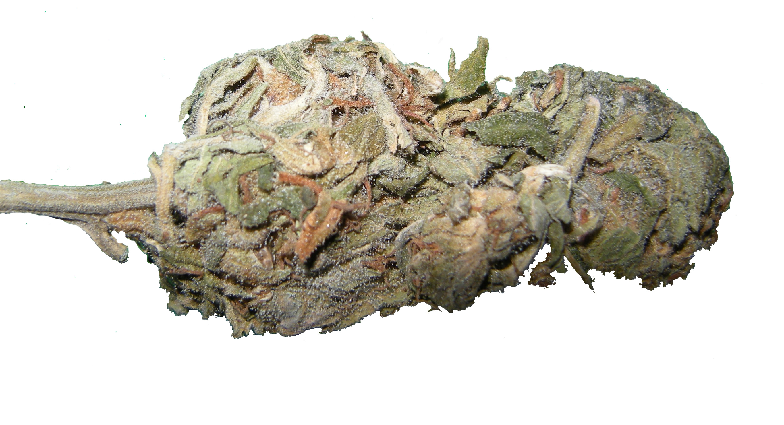 Acapulco Gold - Wikiwand