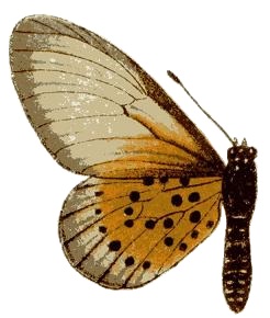 Acraea quirina