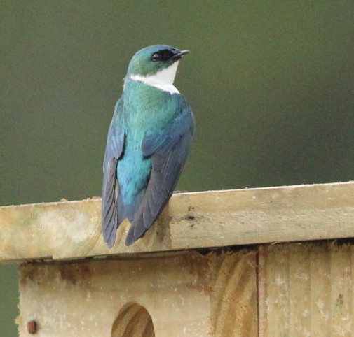 Adult Hispaniolan Golden Swallow perched on artificial nest-box