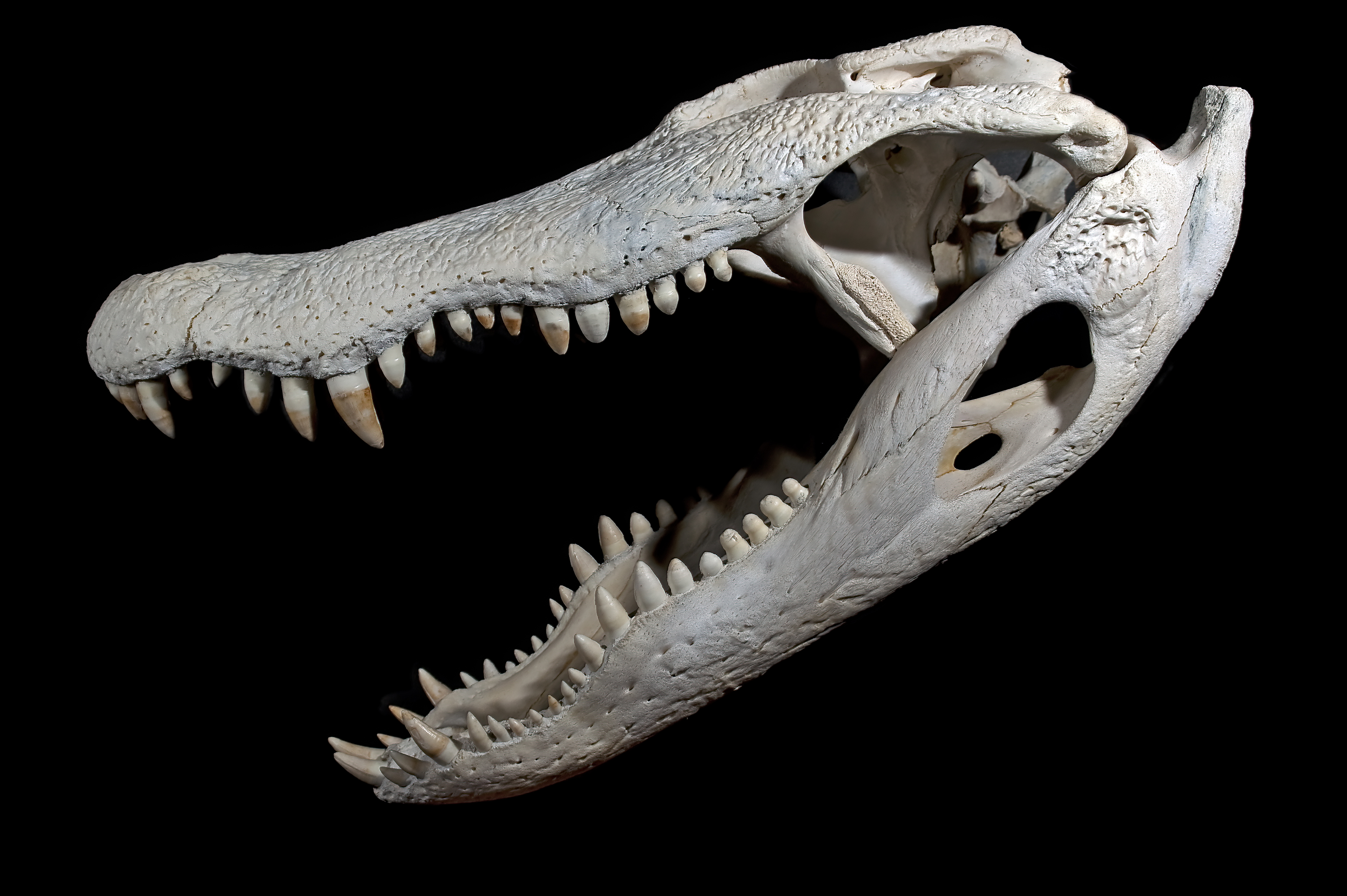 Archivo:Alligator Crâne et  - Wikipedia, la enciclopedia libre