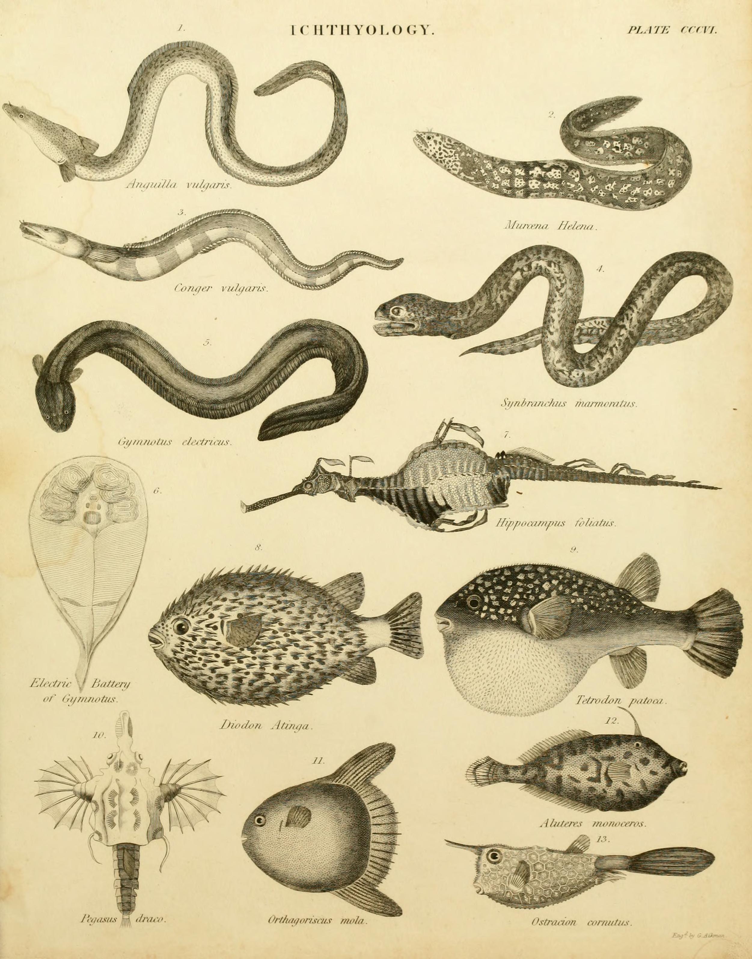 File:An introduction to the natural history of fishes (Plate CCCVI 
