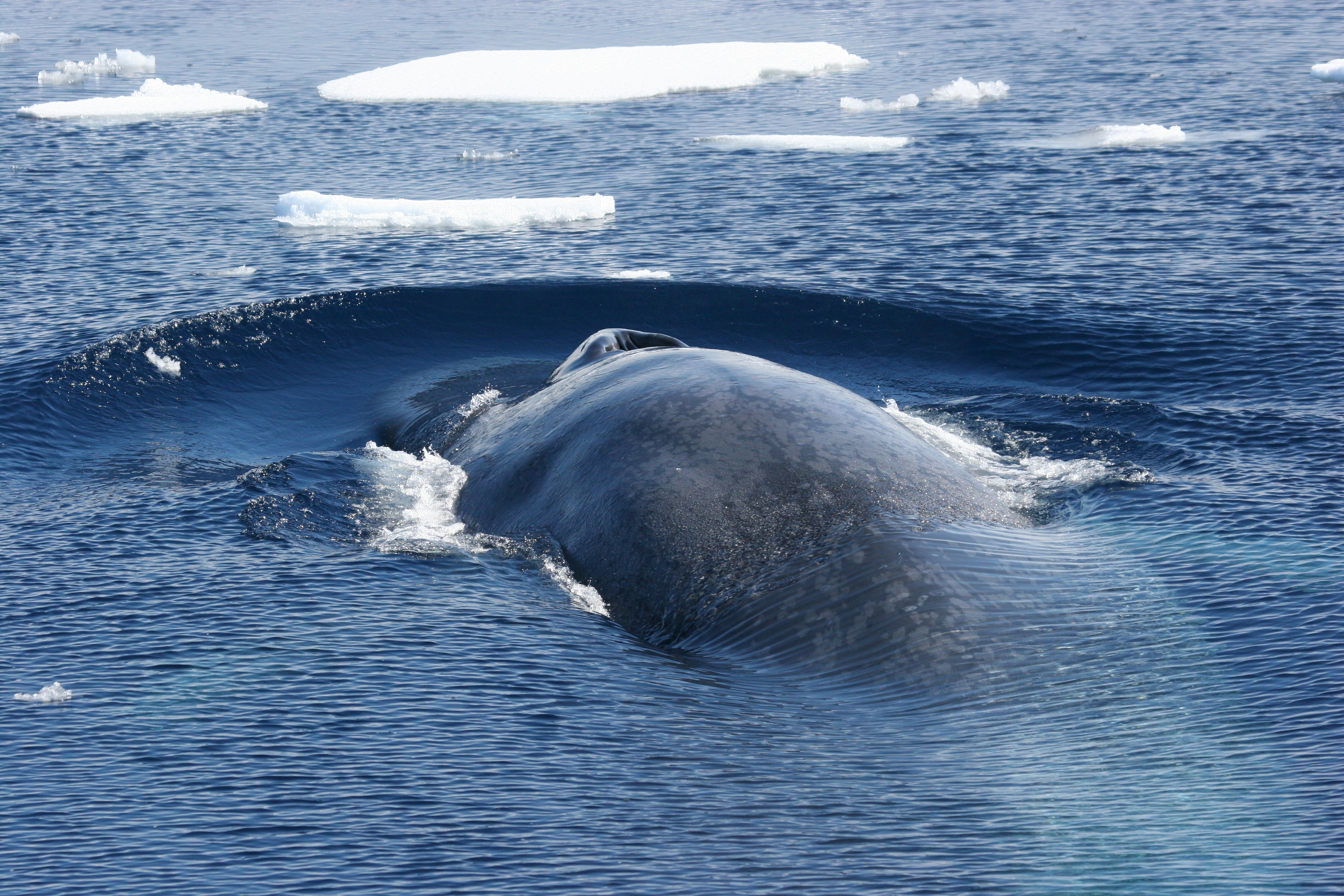 Антарктический синий кит