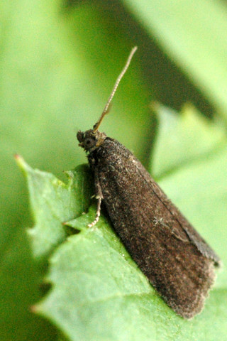 <i>Aphelia viburnana</i> Species of moth