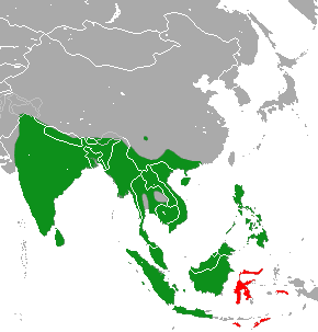 Distribución de la civeta de las palmeras común (verde) y área de introducción (rojo)