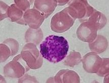 A basophil granulocyte is surrounded by lightly staining eosinophilic erythrocytes in an H&E staining. Basophil.jpg