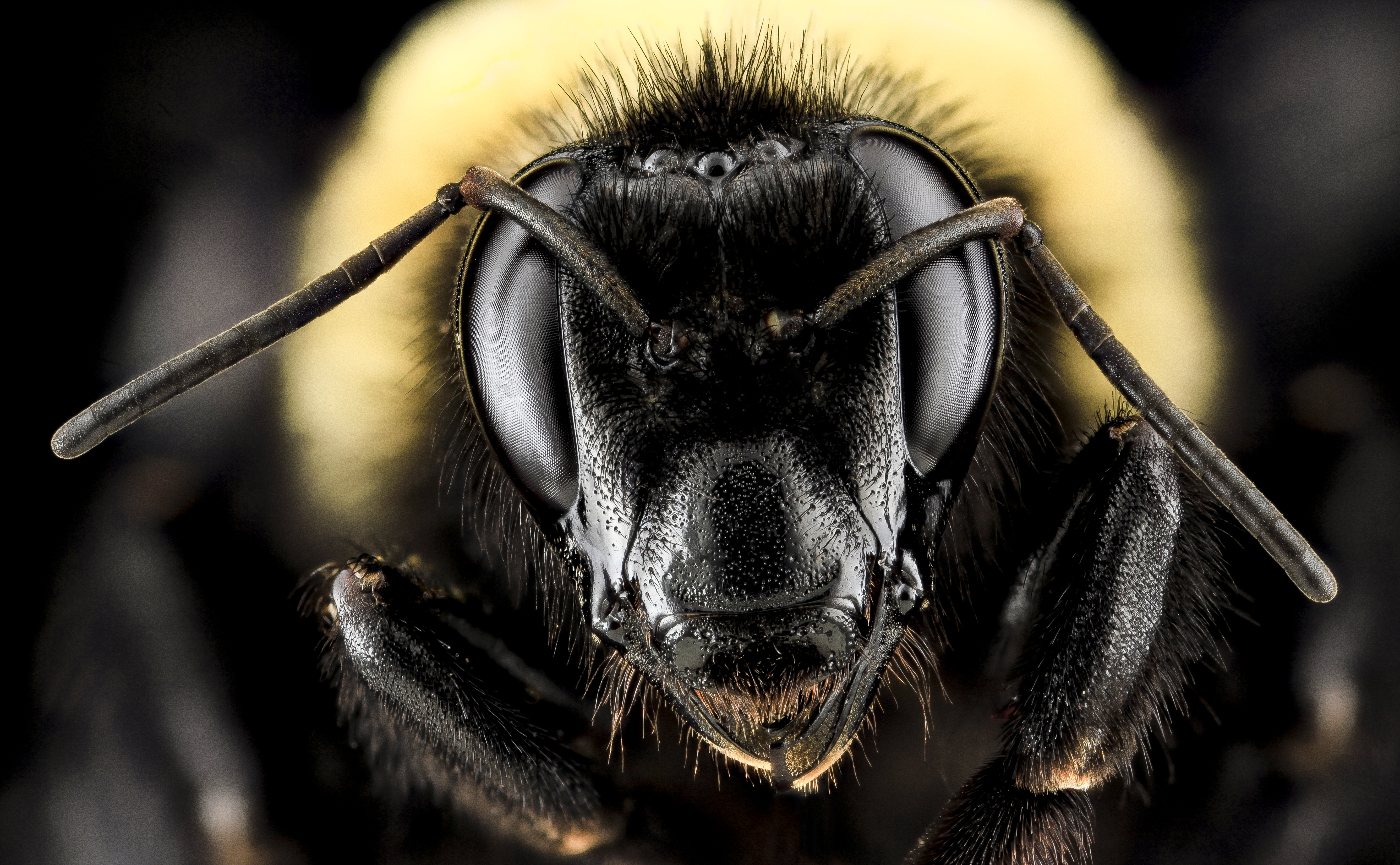 Какая голова пчел. Хоботок шмеля. Мандибулы пчелы. Пчела Макросъемка. Макросъемка насекомых.