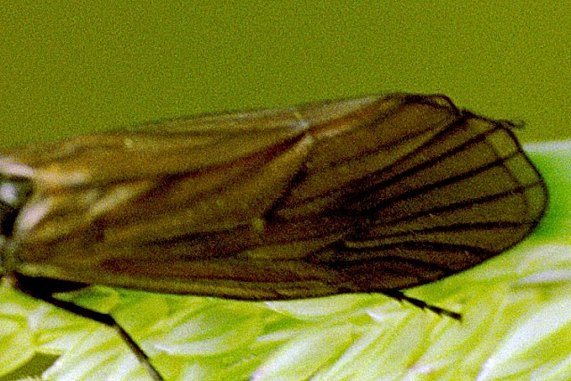 File:Brachycentrus.montanus.wing.detail.jpg