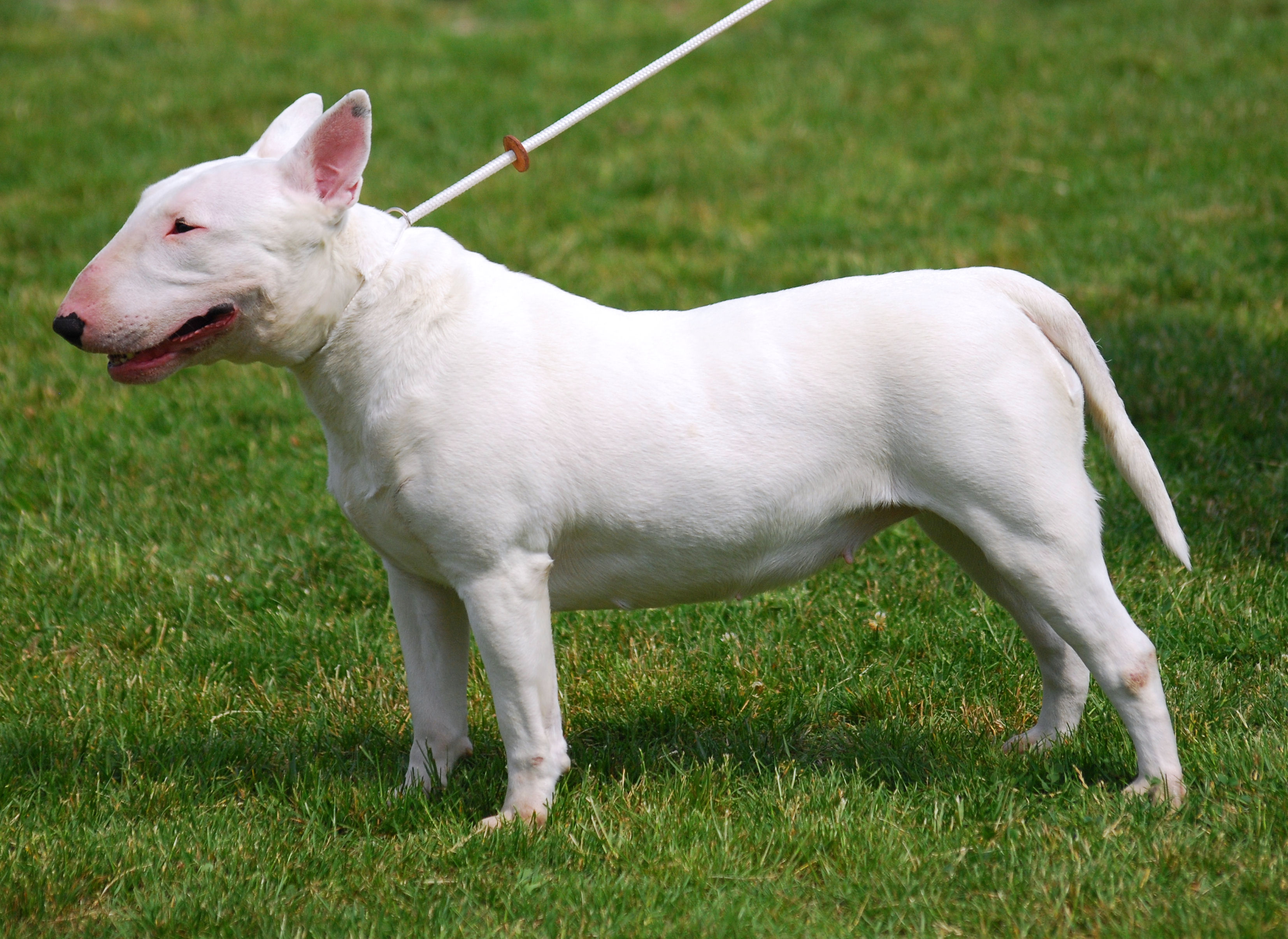 Staffordshire Bull Terrier - Wikipedia
