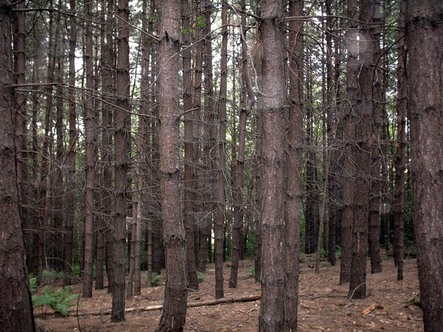 File:Burnt Wood - geograph.org.uk - 435652.jpg