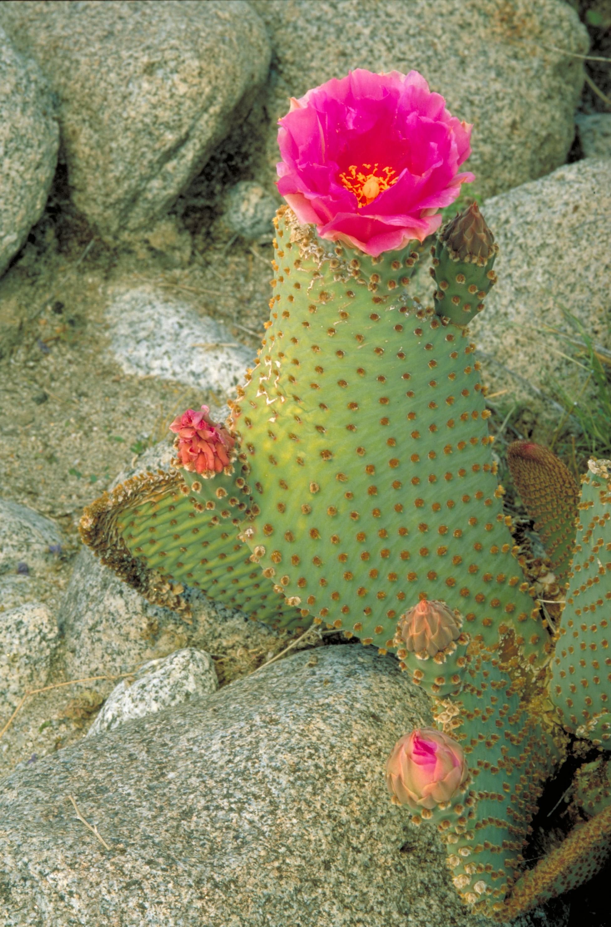 Lluvioso Frente al mar Defectuoso Archivo:Cactus growing in rocks with buds.jpg - Wikipedia, la enciclopedia  libre