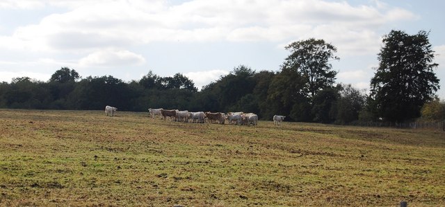 File:Cattle by Ensfield Rd - geograph.org.uk - 1525932.jpg