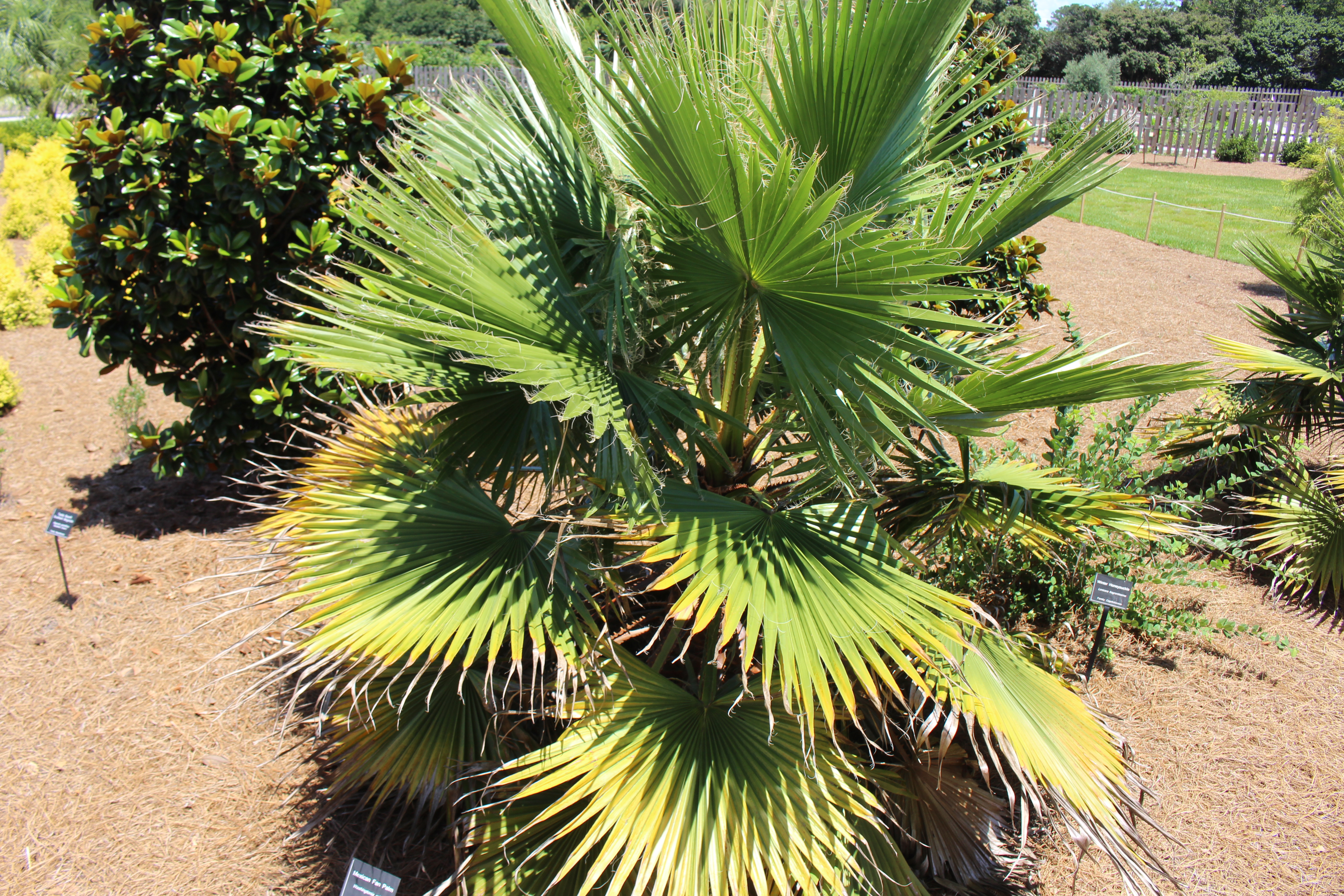 File Coastal Georgia Botanical Gardens Mexican Fan Palm