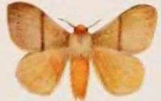 <i>Cotana bakeri</i> Species of moth