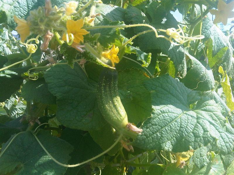 File:Cucurbitales - Cucumis sativus Wisconsin - 20120822.jpg