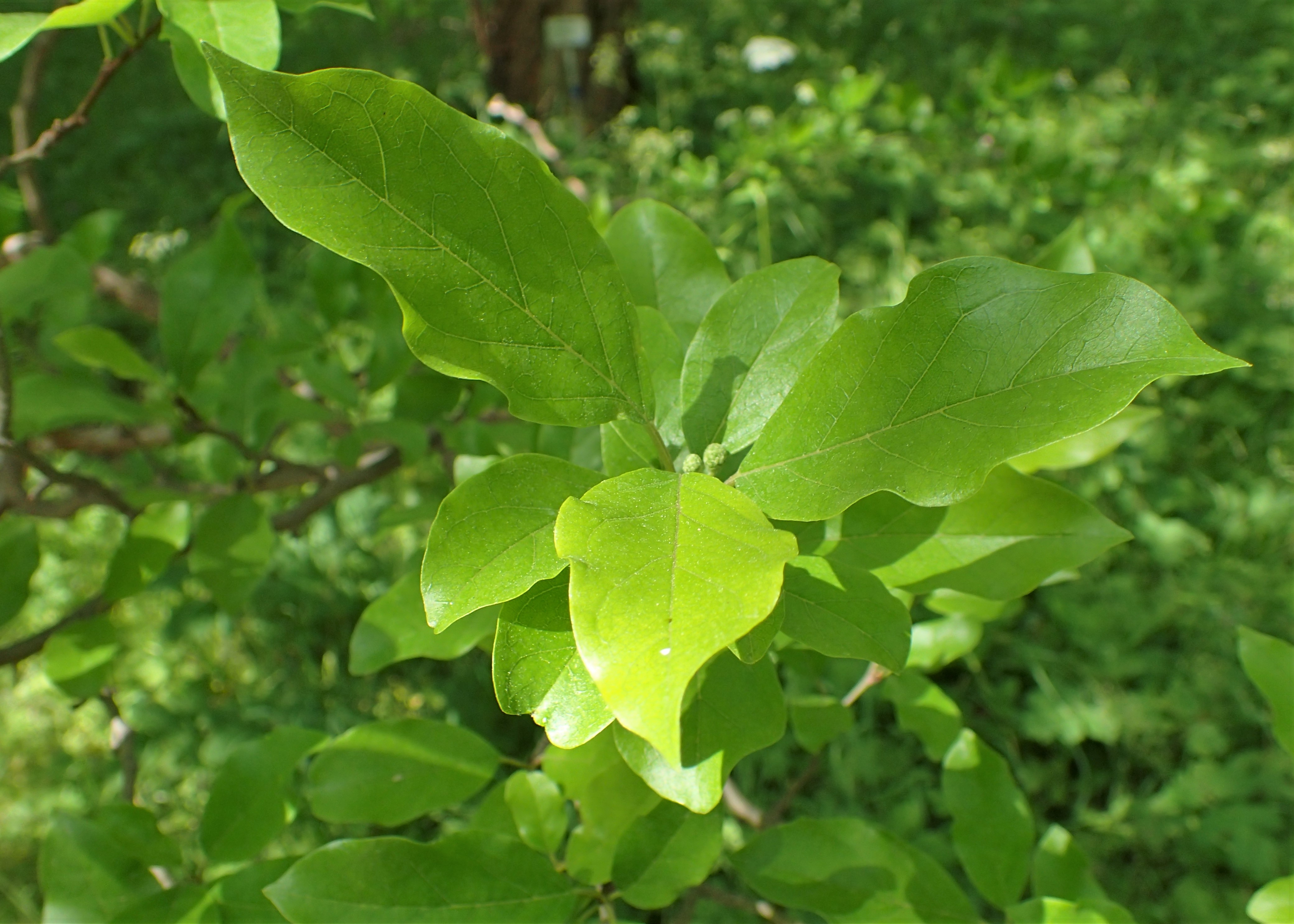 Idothea tricuspidata