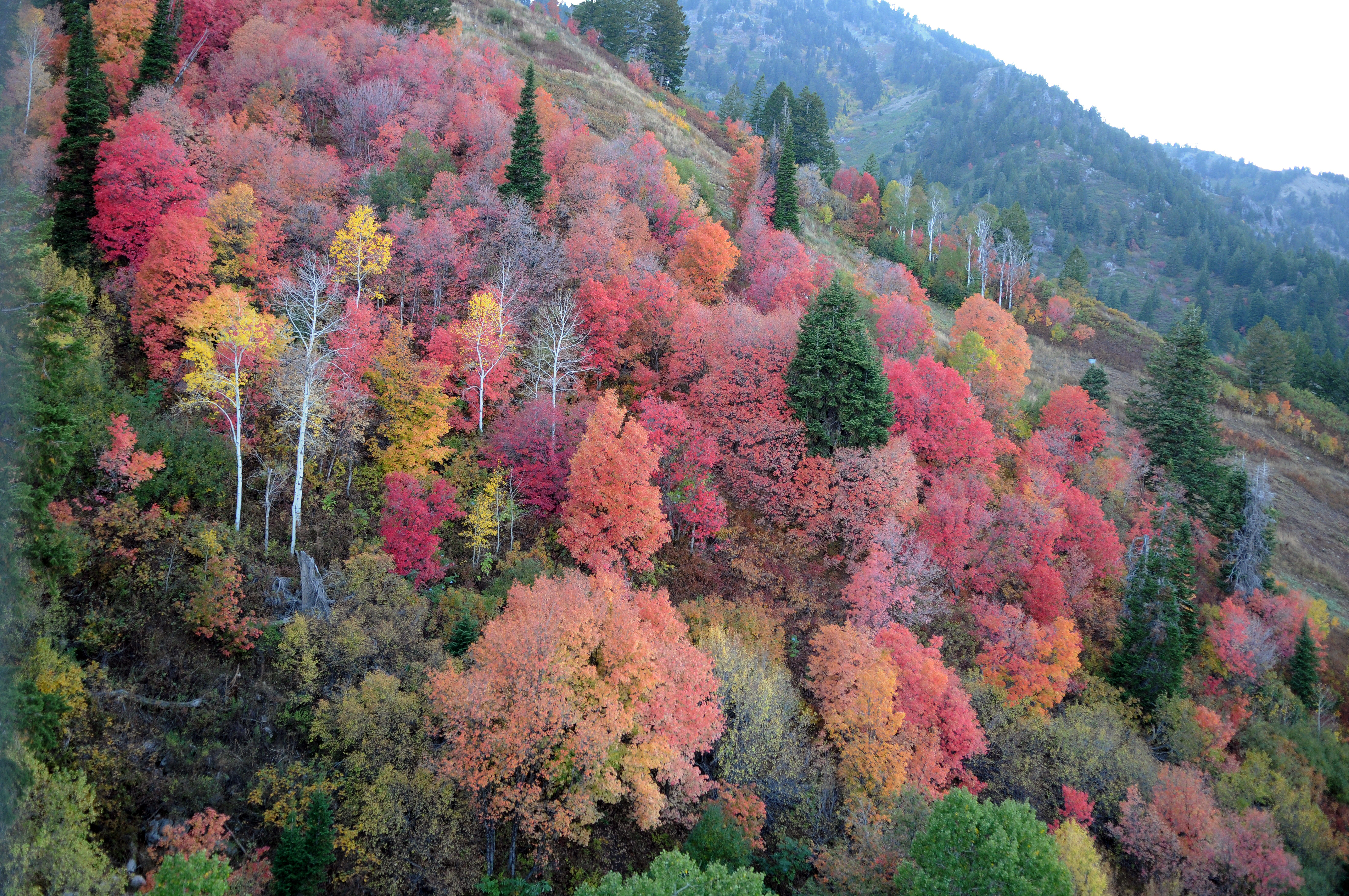 Осенний лес в Огден Вэлли