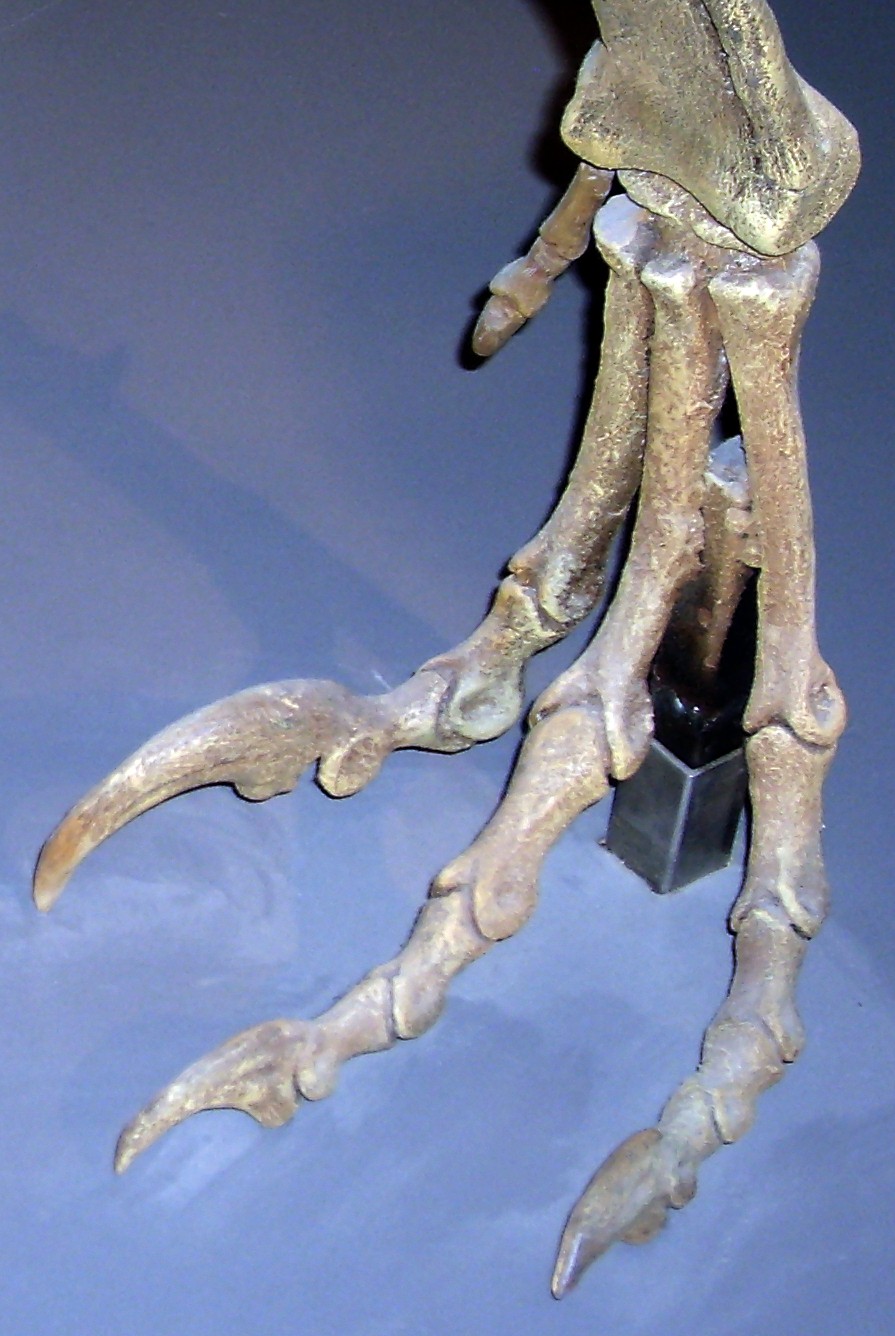 File:Deinonychus foot.jpg - Wikimedia Commons