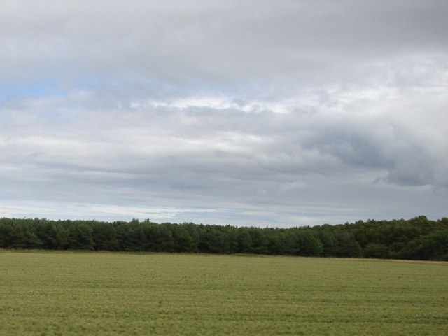 File:Field and Trees near Acklington - geograph.org.uk - 889371.jpg