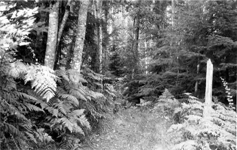 File:Forest path, Orcas Island, ca 1910s (WASTATE 2648).jpeg