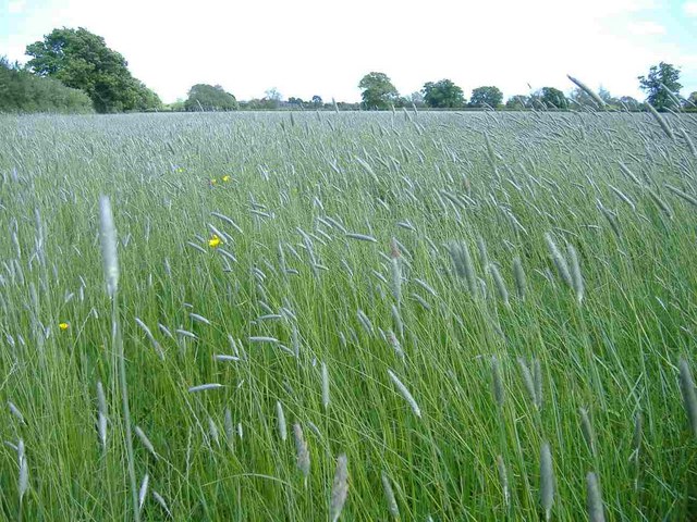 File:Grassland - geograph.org.uk - 438583.jpg