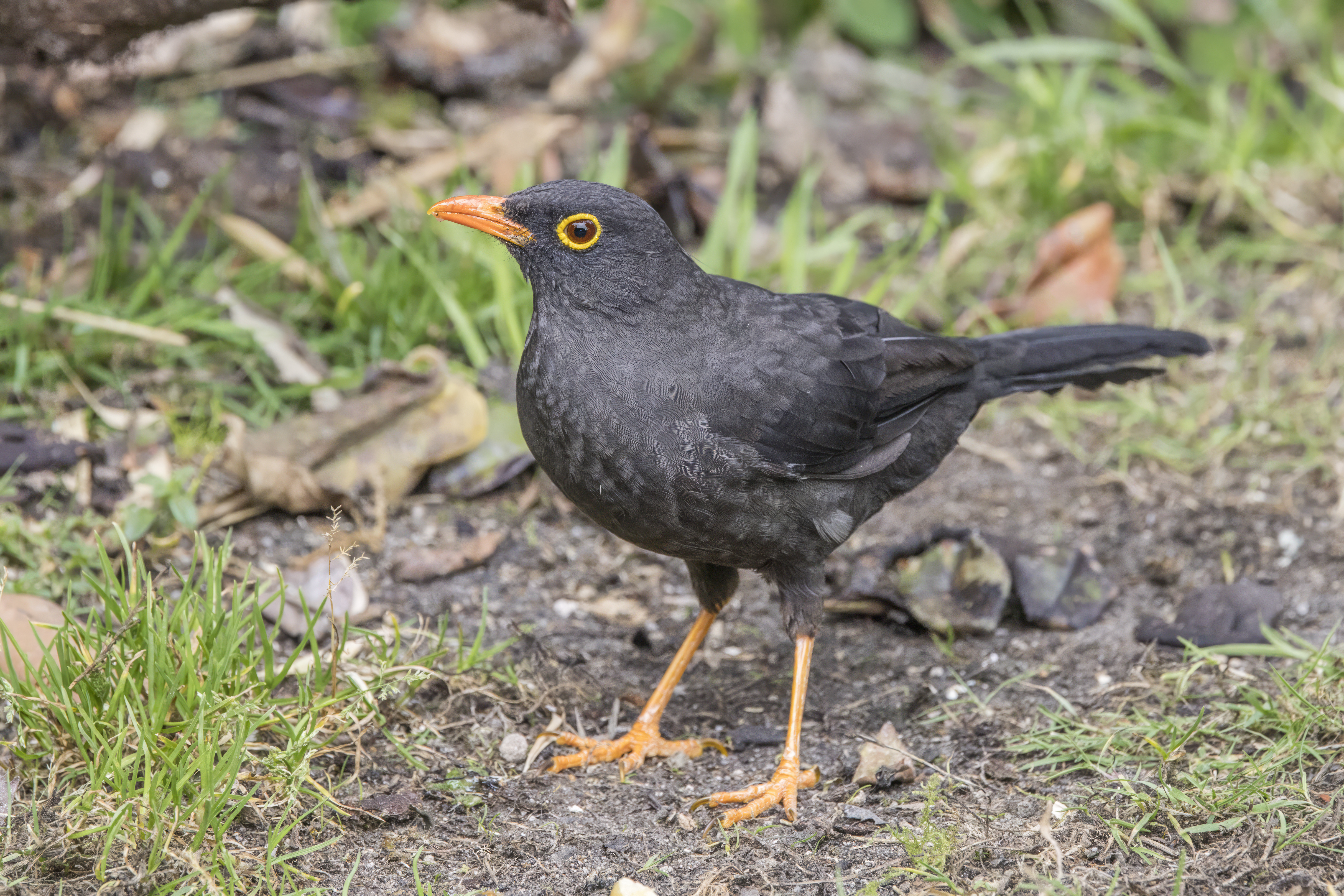 Thrush (bird) - Wikipedia