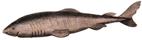 Greenland-shark-Scoresby-1820.gif