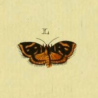 <i>Hemerophila houttuinialis</i> Species of moth