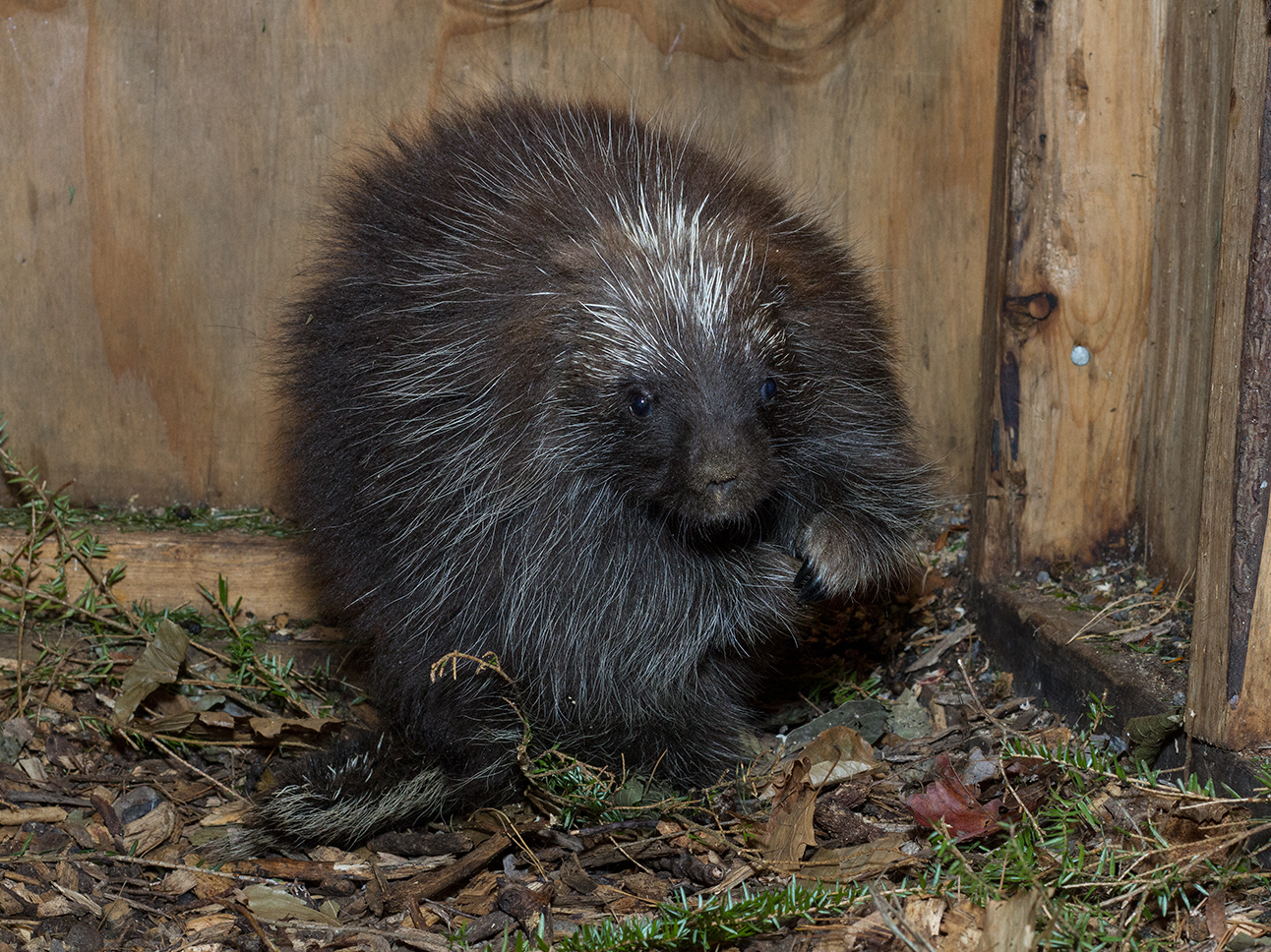 north american porcupine range