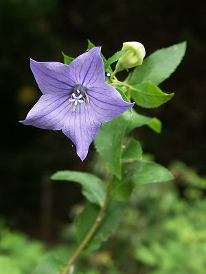 Balloon flower (Platycodon grandiflorus)