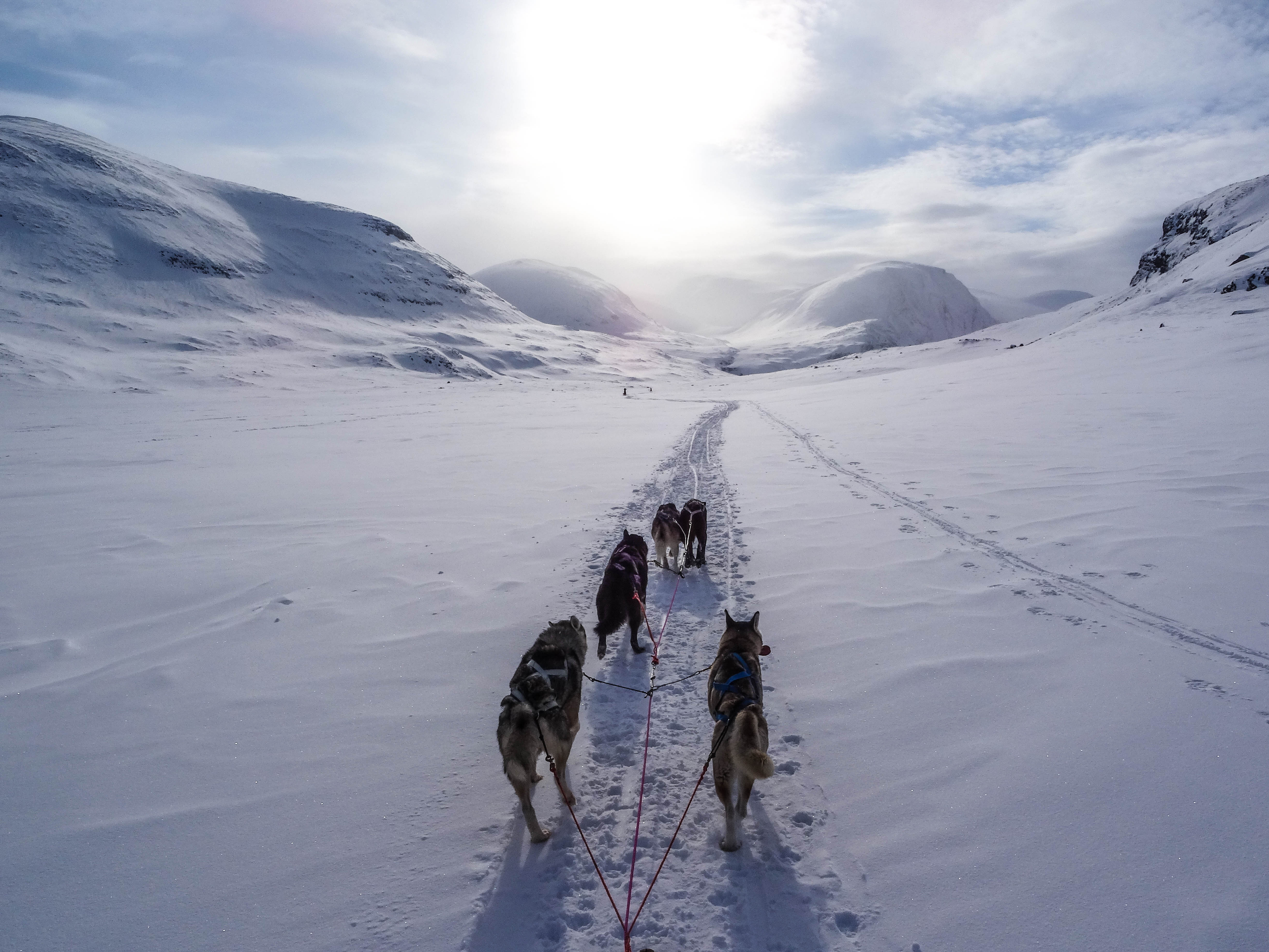 Arctic Dogs - Wikipedia