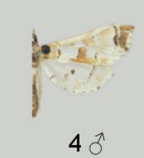 <i>Leucinodes pseudorbonalis</i> Species of moth