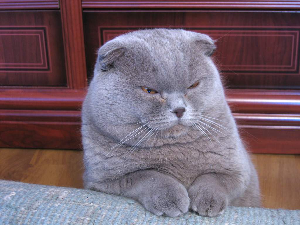 Lilac_Scottish_Fold.jpg