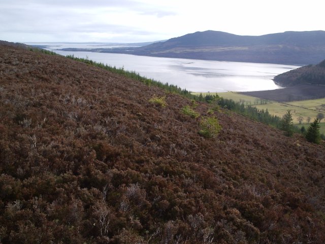 File:Looking East towards Tain and the Dornoch Firth - geograph.org.uk - 126849.jpg