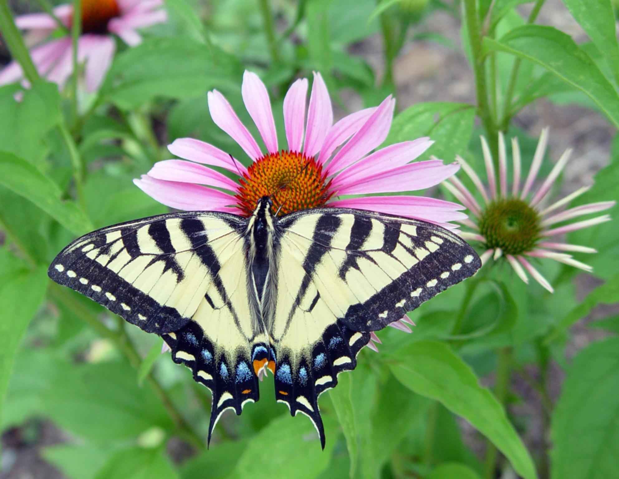 Цветок похож на крылья бабочки. Бабочка в контрасте. Цветы бабочки комнатные. Растение Крылья бабочки комнатное. Мотылек макрос.