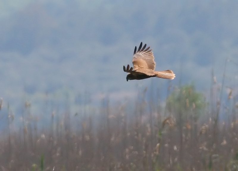 File:Marsh Harrier (Circus aeruginosus) (4).JPG