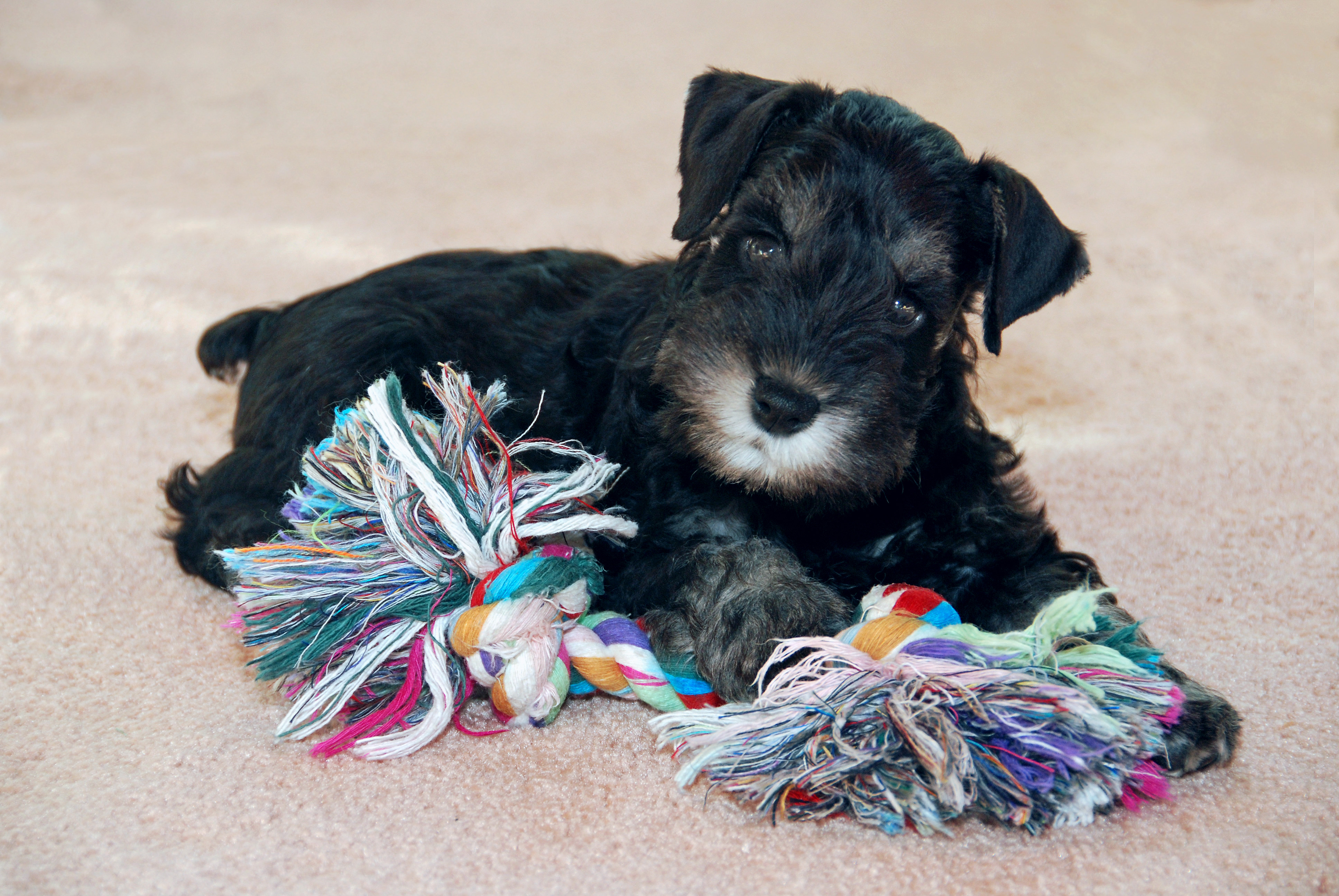 toy miniature schnauzer