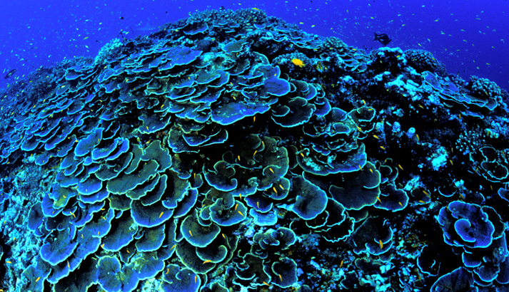 File:Montipora, Jarvis.jpg - Wikimedia Commons