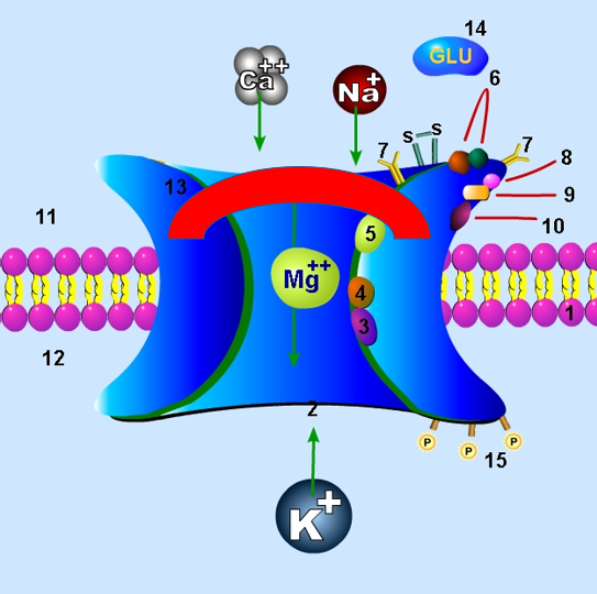 File:NMDA Inhibited.png