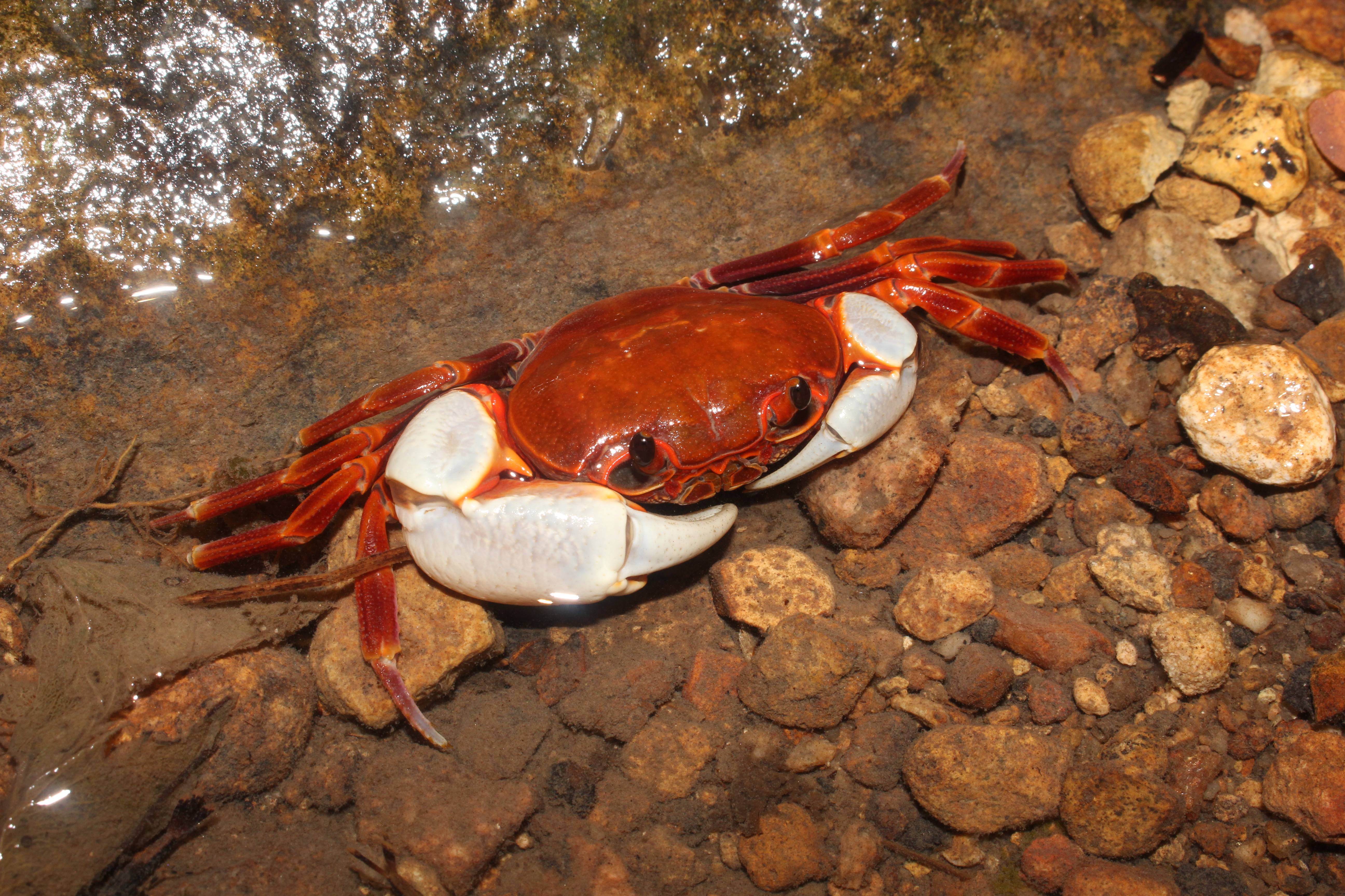 giant freshwater crab