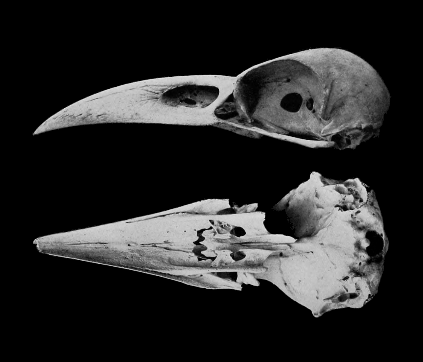 Вороний скелет. Corvus moriorum. Вороний череп. Череп ворона. Череп птицы.