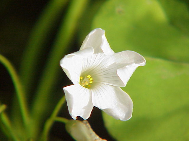 File:Oxalis arborea0.jpg