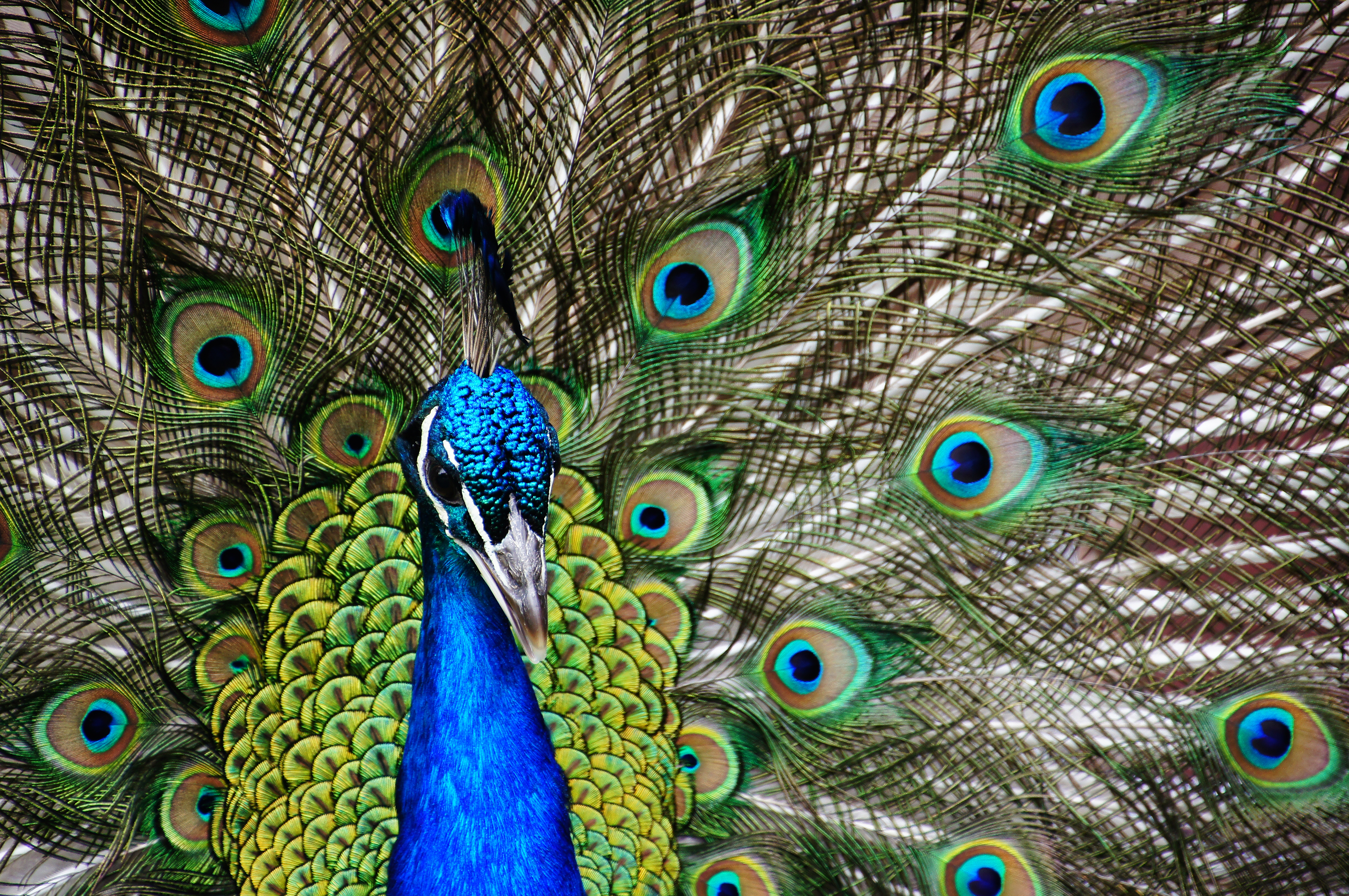 File:Ghi, pettingzoo (escaped peacock - not school pecock!)3.jpg -  Wikimedia Commons