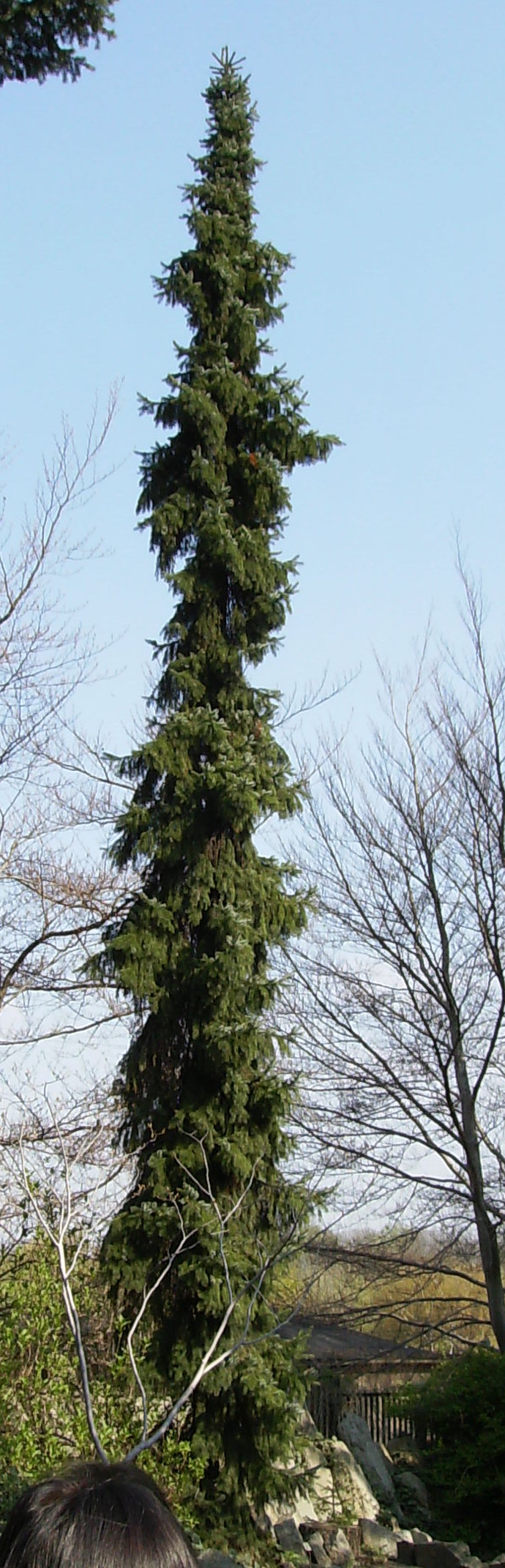 Picea omorika Medusa