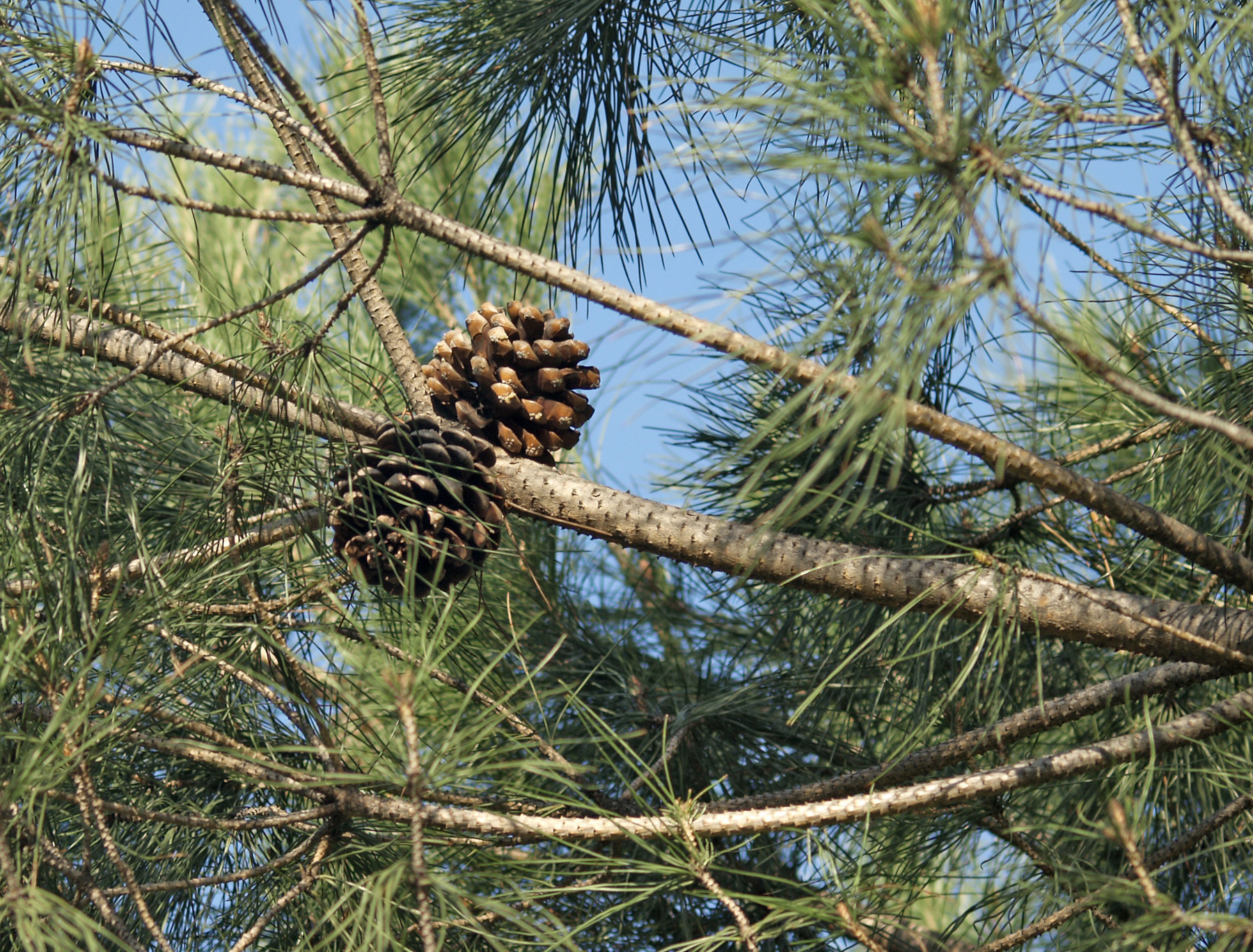 Pinus pinea шишка