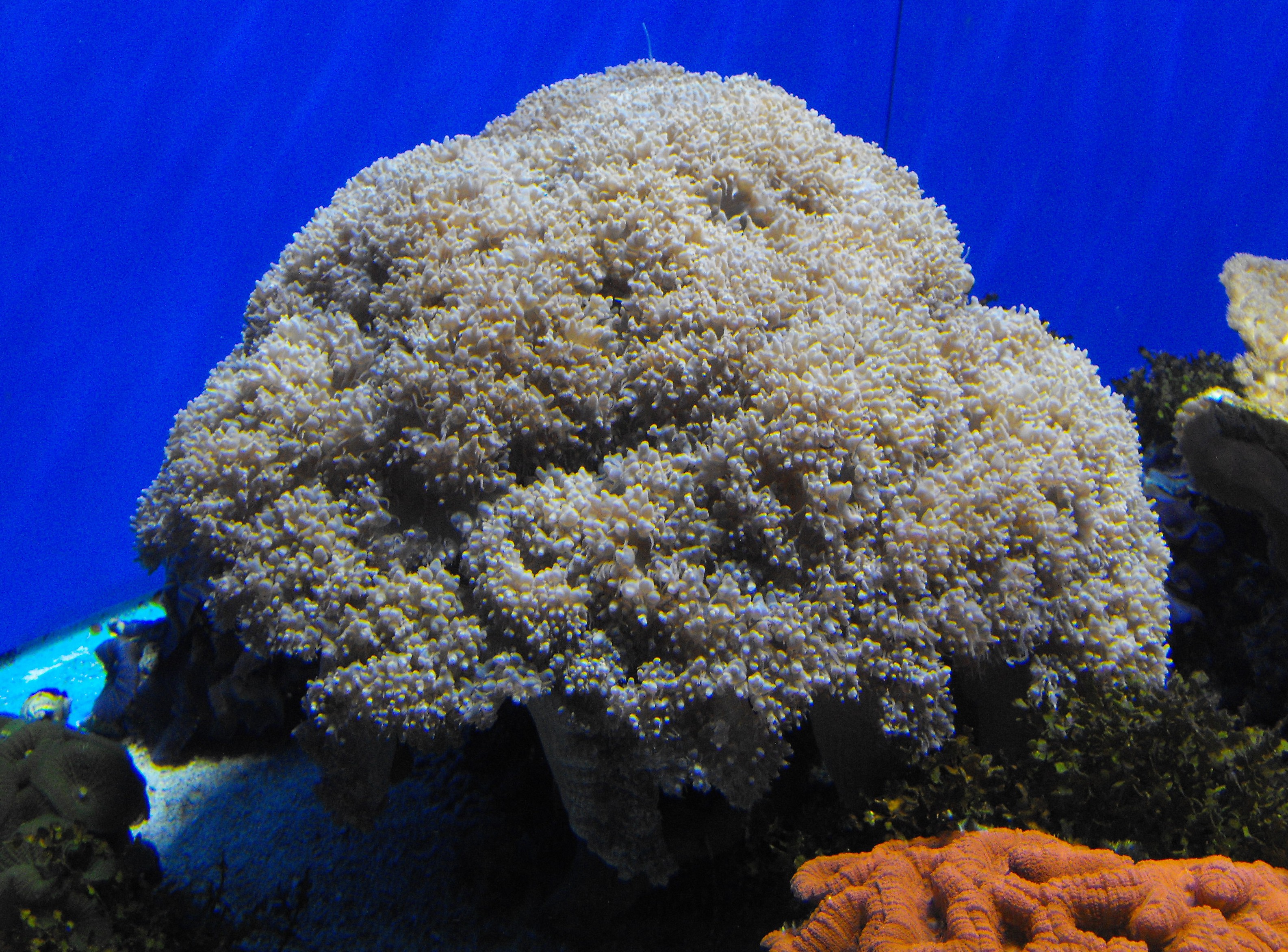 Виды Кораллов Фото
