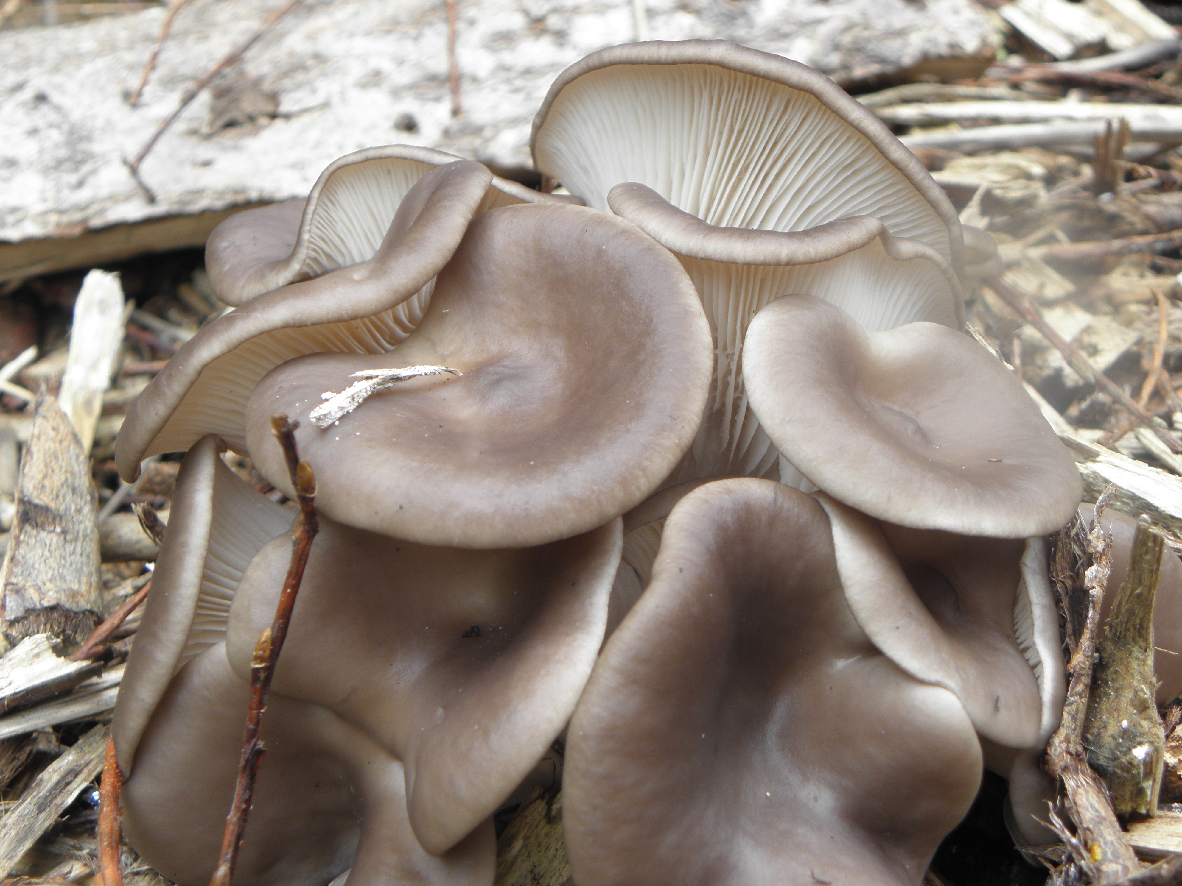 Вешенка описание. Вёшенка обыкновенная съедобные грибы. Вёшенка обыкновенная грибы. Вёшенка устричная (Pleurotus ostreatus). Вешенка обыкновенная.