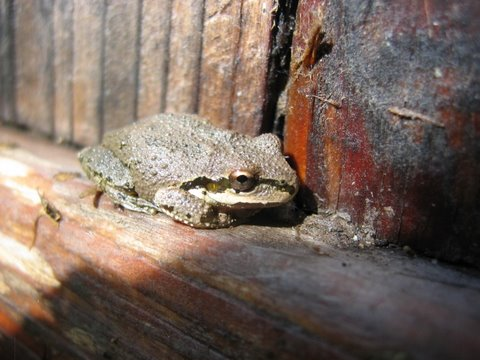 Pseudacris regilla