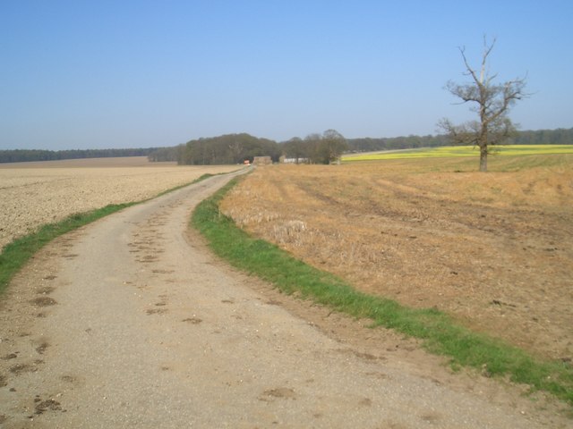 File:Raynham Park looking towards V Plantation - geograph.org.uk - 402842.jpg